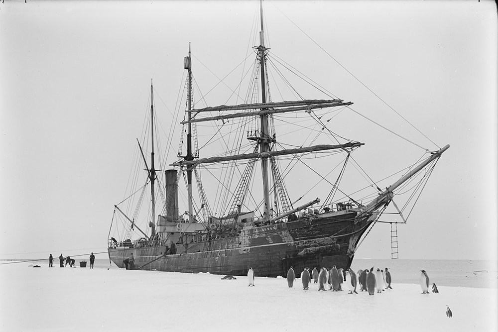 A B&W photo of SY Aurora attached to floe ice surrounded by emperor penguins