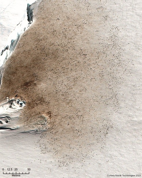 long range satellite image showing emperor penguins and guano on snow