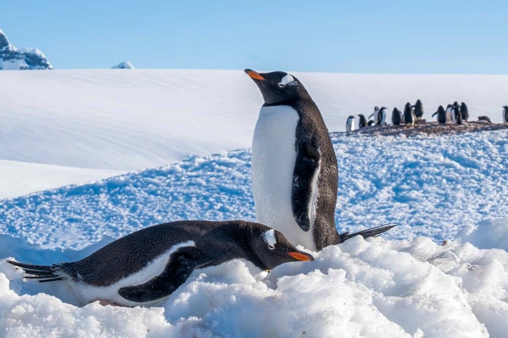 Gentoos on snow at Port Lockroy