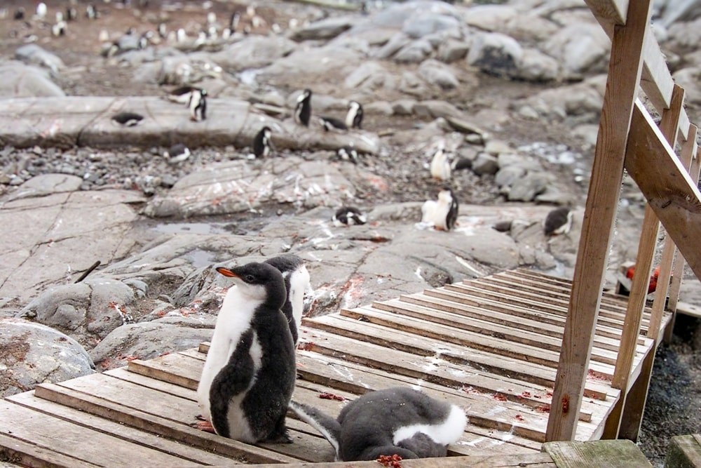 A penguin chick sits on the walkway at Port Lockroy