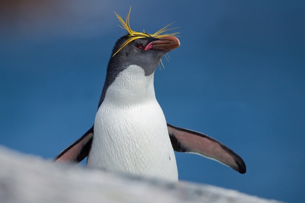 A Macaroni penguin with blue background and snow foreground