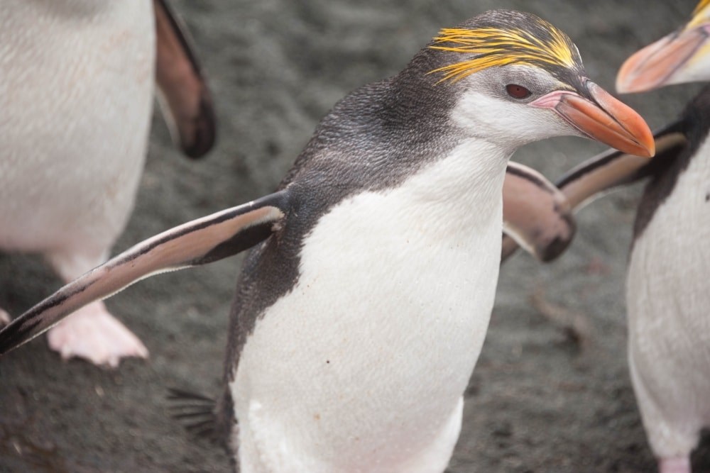 Royal penguin on a black sand beach
