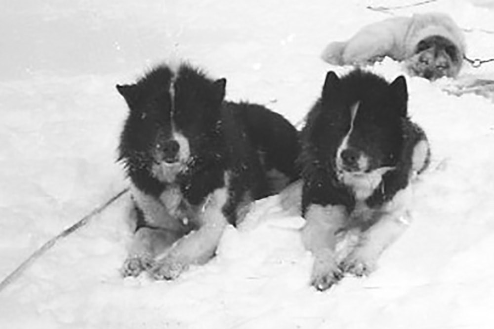 a B&W photo of two sledgedogs lying down in snow