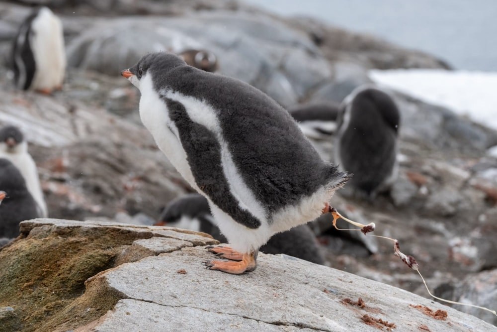 A gentoo chick sprays guano everywhere