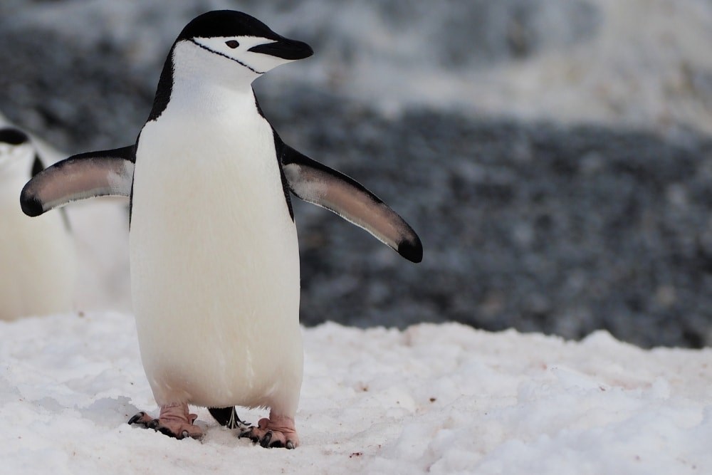 A chinstrap on snow