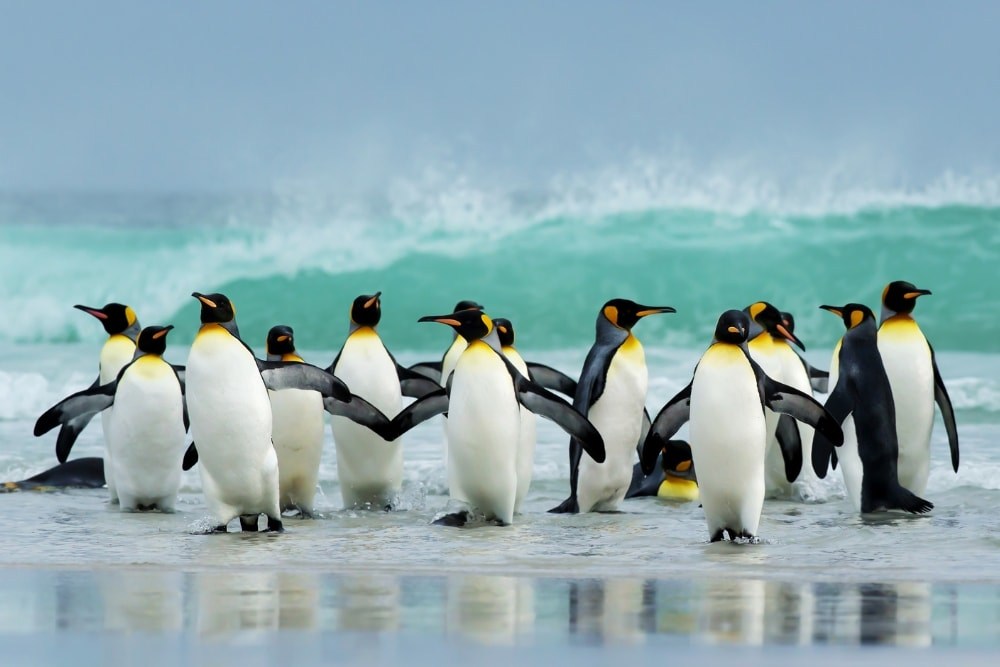 King penguins emerging from the sea