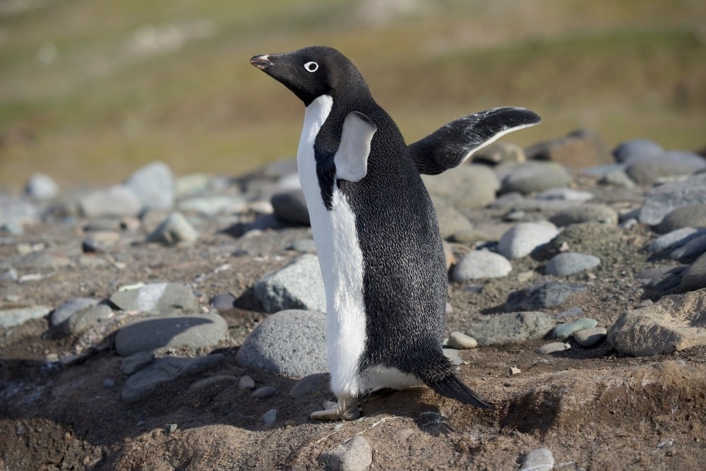 An Adelie penguin on rocks