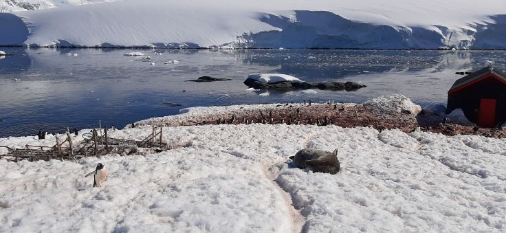A Weddell seal in the snow