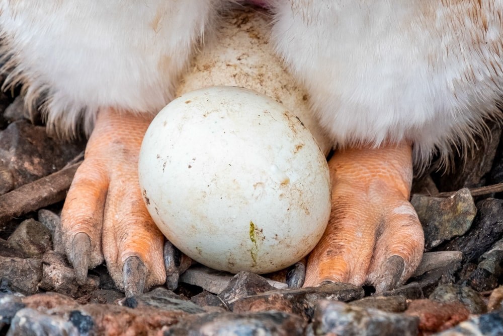 A gentoo penguin on an egg