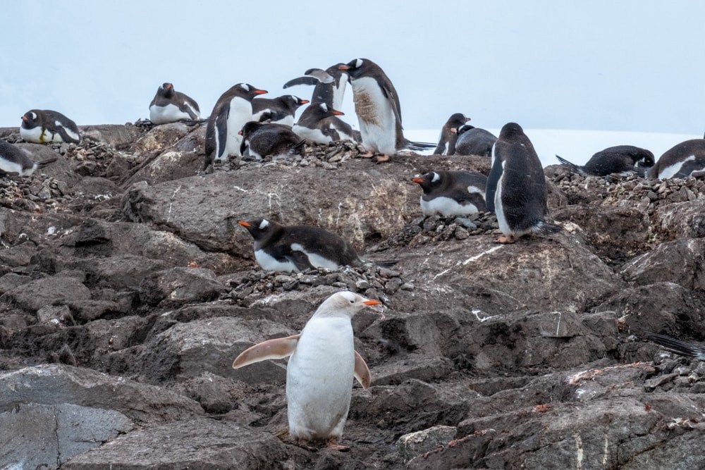a leucistic gentoo penguin at Port lockroy