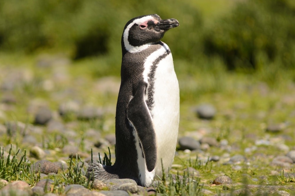 A Magallanic penguin on grassy rocks