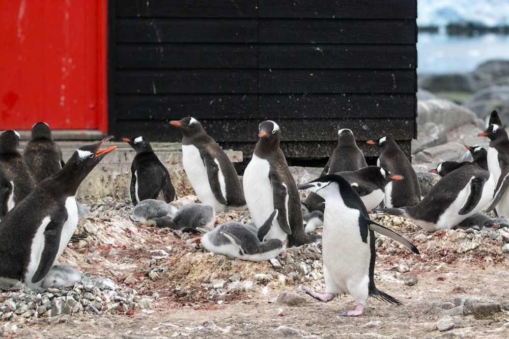 Penguins in front of a Port lockroy building