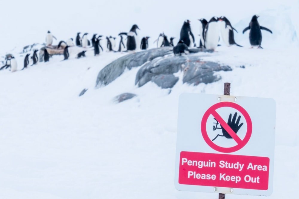 A study area sign in front of the gentoo penguins at Port Lockroy